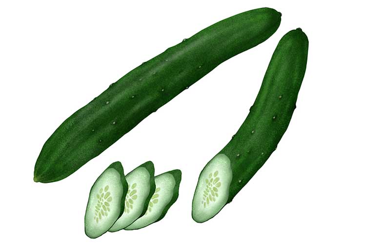 「きゅうり（胡瓜）」の知っておきたい！栄養と調理・保存のコツ【食育コラム】