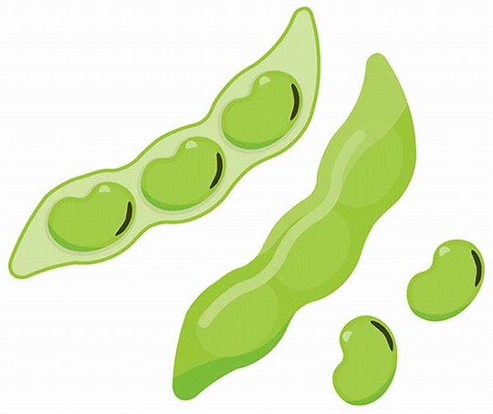 ソラマメ(空豆)
