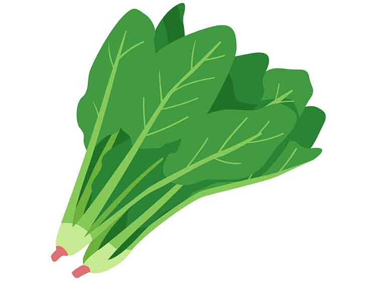 「ほうれん草」の こどもに話したい!栄養と調理・保存のコツ【食育コラム】