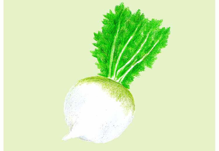 「かぶ（蕪）」の知っておきたい！栄養と調理・保存のコツ【食育コラム】