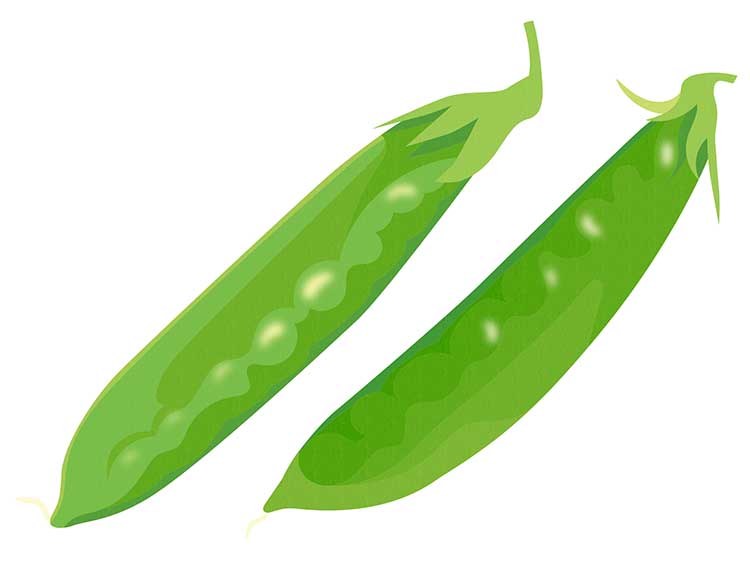 「きぬさや（絹さや）」の知っておきたい！栄養と調理・保存のコツ【食育コラム】