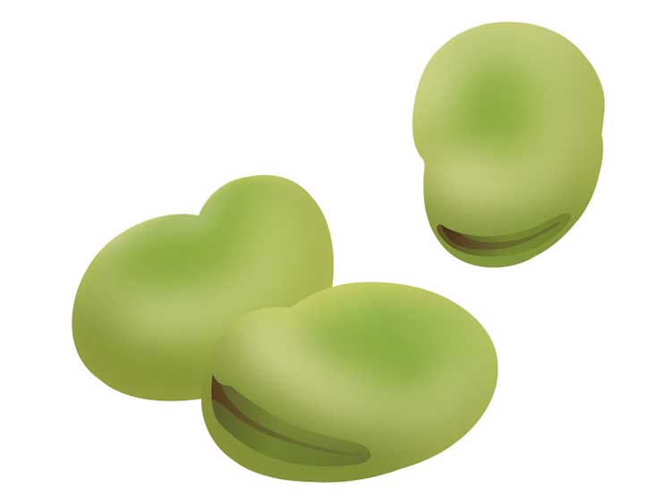 「そらまめ(そら豆)」の こどもに話したい!栄養と調理・保存のコツ【食育コラム】