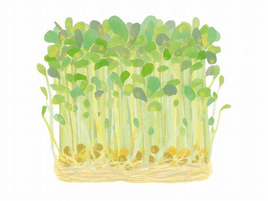 豆苗（とうみょう）