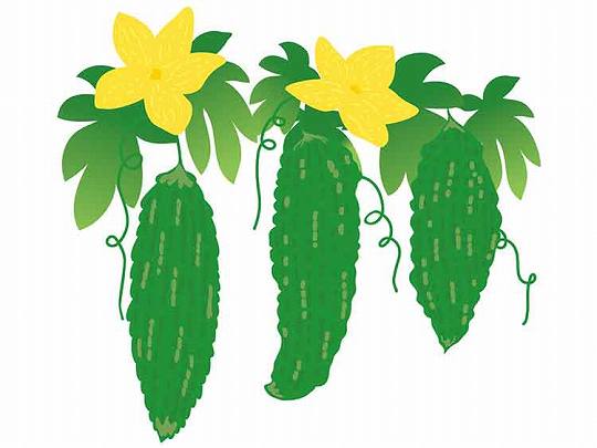 ゴーヤの花「ゴーヤ（苦瓜）」の知っておきたい！栄養と調理・保存のコツ【食育コラム】