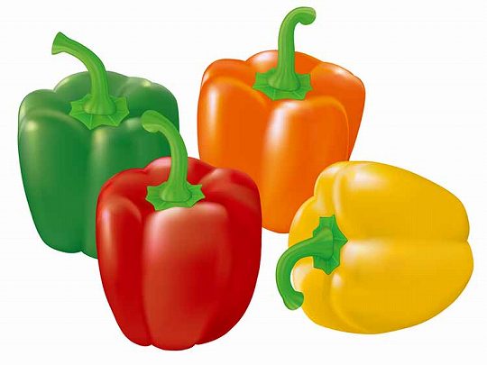 「ピーマン」 の知っておきたい！栄養と調理・保存のコツ 【食育コラム】