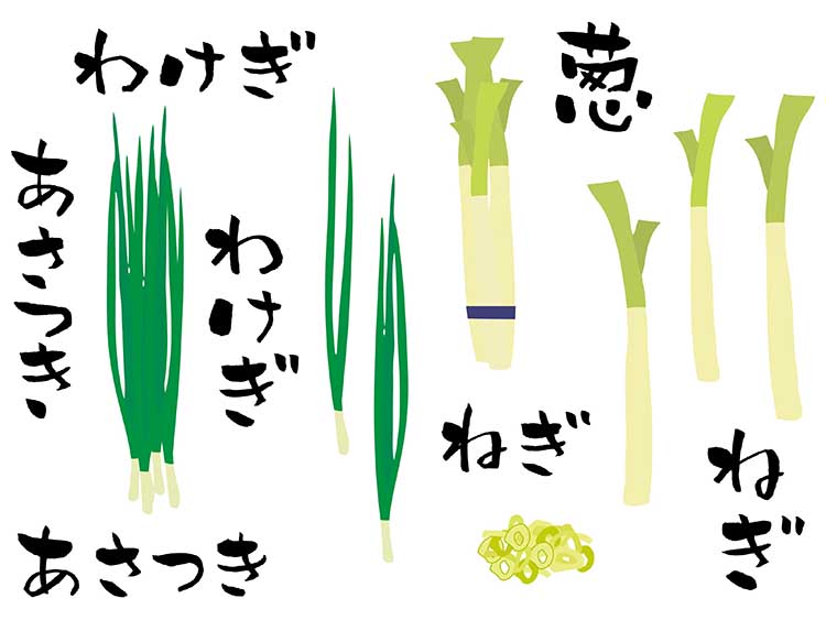 「長ねぎ」の知っておきたい!栄養と調理・保存のコツ【食育コラム】