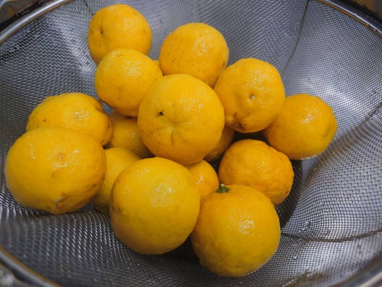 園庭で採れた「夏みかん」でジャムづくり 委託給食・自園給食