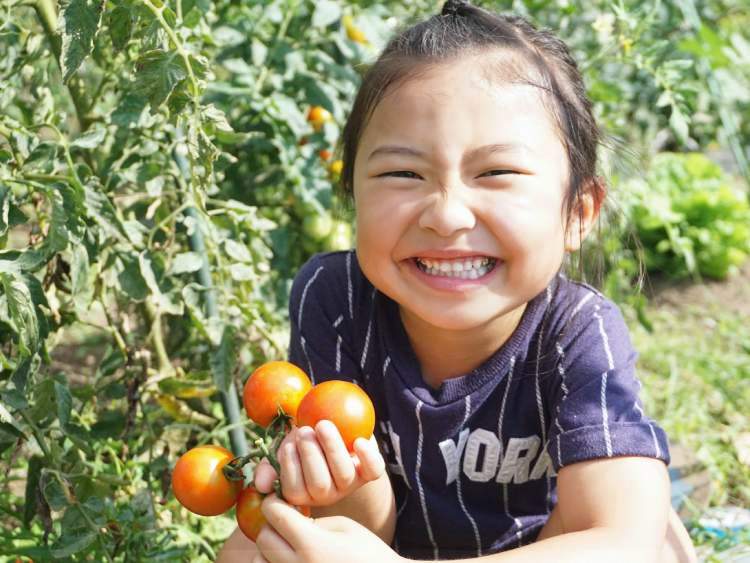野菜が元気になる季節があるんだよ！「春夏秋冬・季節の野菜」と「旬（しゅん）ってなんだ？」こどもに話して聞かせたい野菜が身近になるお話 【お家で食育コラム vol.11】