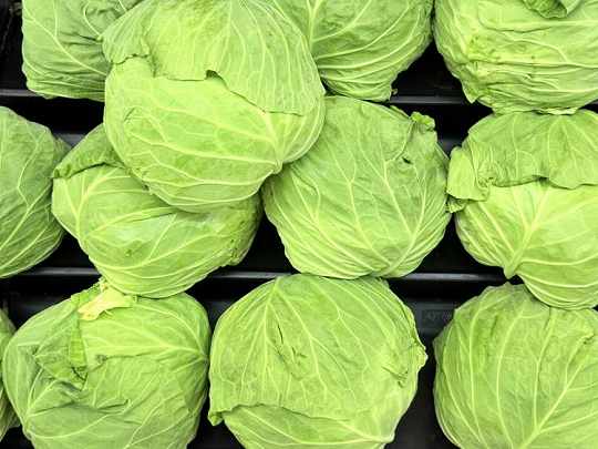 キャベツ｜野菜って、「仲間分け」できるって知ってる？ 〜食べる前に、まずは“話して楽しむ”野菜のおはなし（野菜の区分について）〜【お家で食育コラム vol.12】