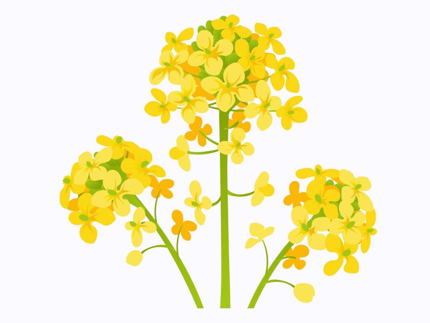 「なのはな(菜の花)」の こどもに話したい!栄養と調理・保存のコツ【食育コラム】